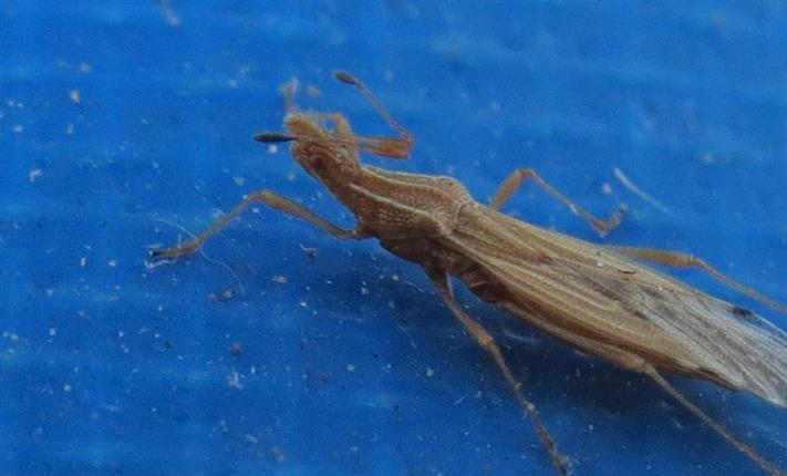 Berytinus ID